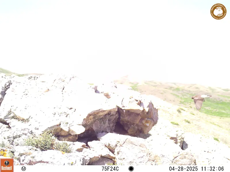 A photograph of a Pallas&#039;s cat from Besshoky 1 camera trap