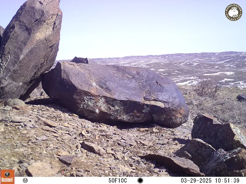 A photograph of Kazakh pika from Koshkar camera trap