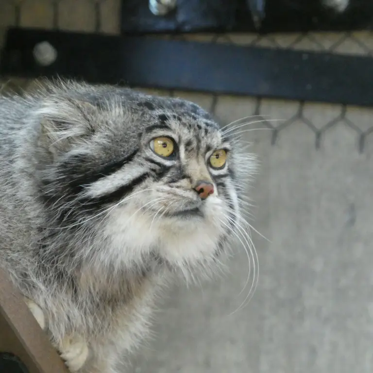 A photograph of Grusha in Asahiyama Zoo