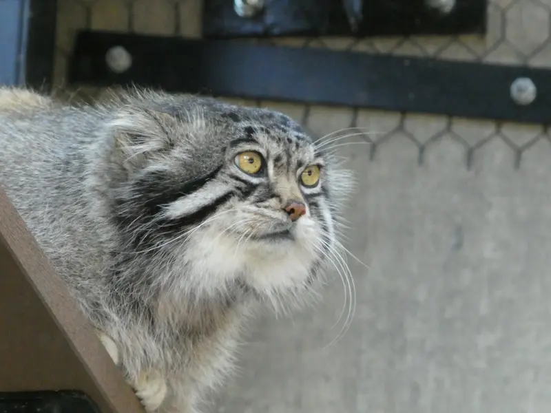 A photograph of Grusha in Asahiyama Zoo
