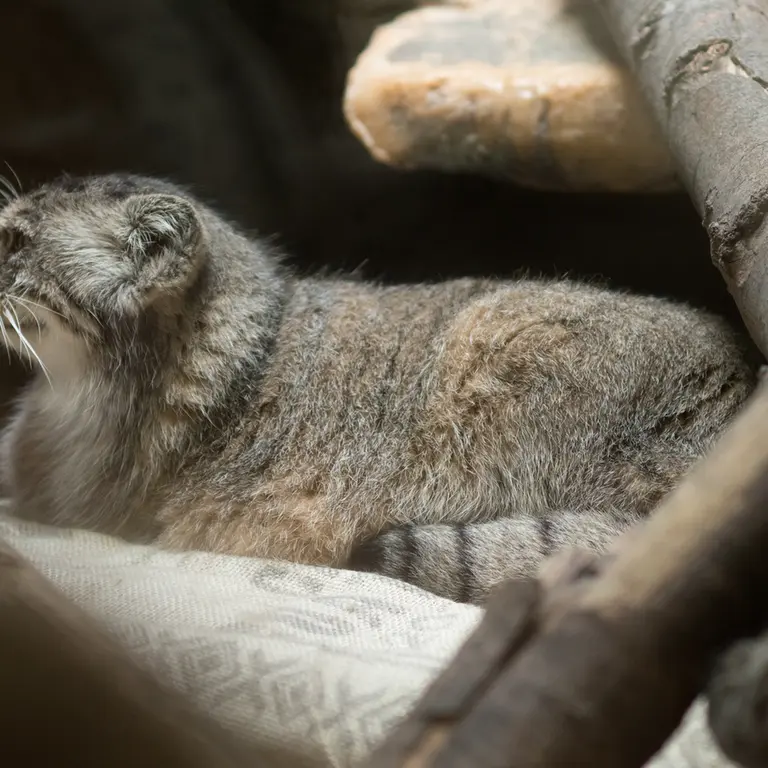 A photograph of Primula in Ueno Zoological Gardens