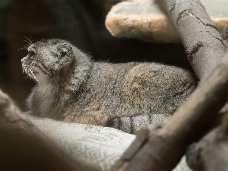 A photograph of Primula in Ueno Zoological Gardens