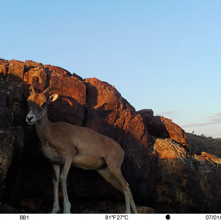 A photograph of Argali from Aktas-Kunkora [new] camera trap