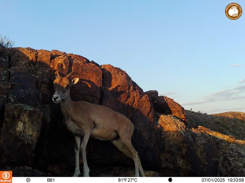 A photograph of Argali from Aktas-Kunkora [new] camera trap