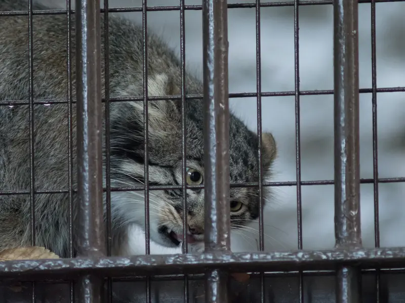 A photograph of Figa in Nogeyama Zoo