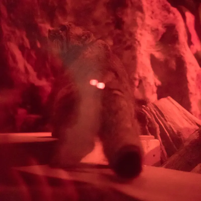 A photograph of Naim in Ueno Zoological Gardens