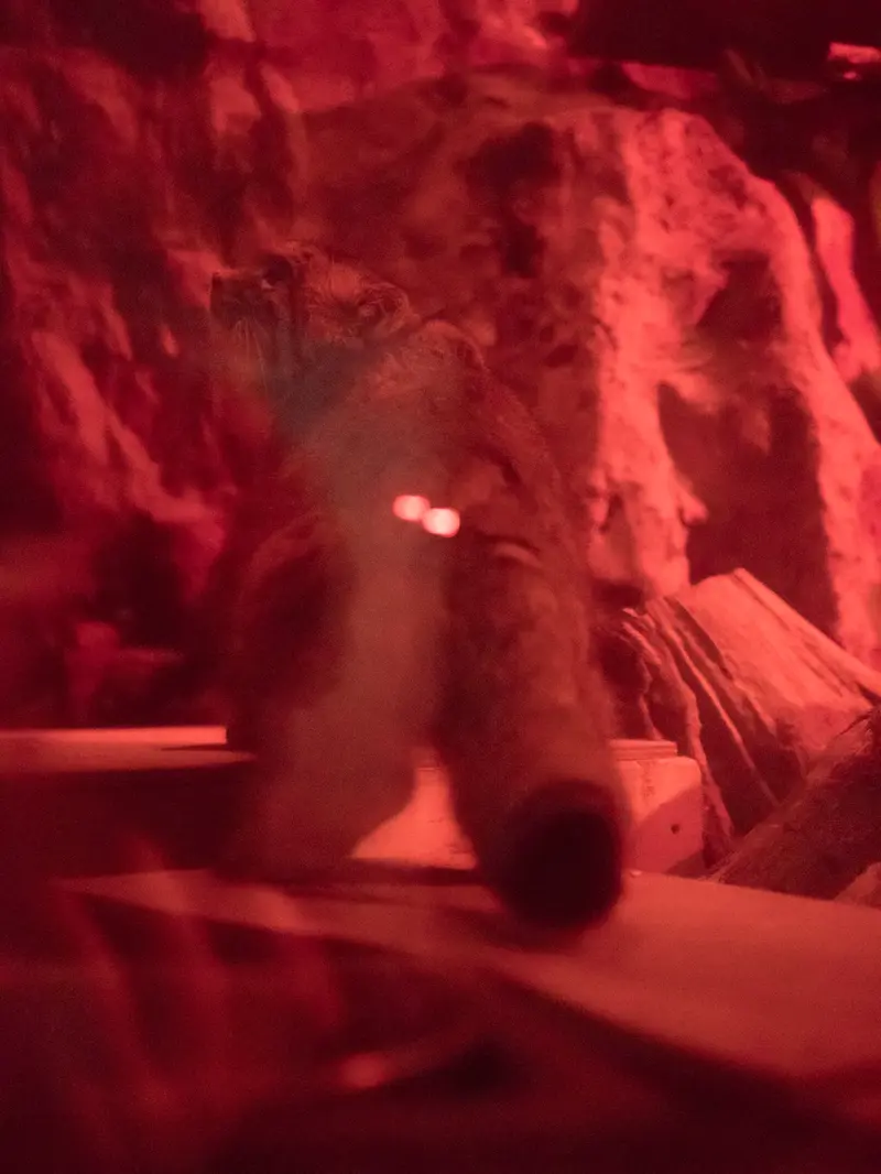 A photograph of Naim in Ueno Zoological Gardens