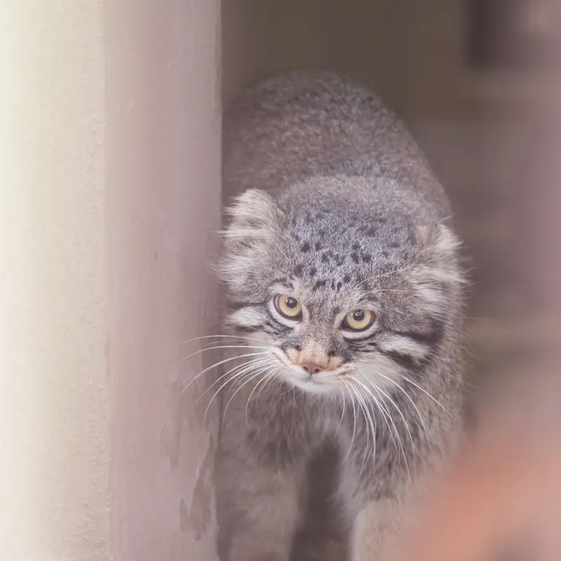 A photograph of Figa in Nogeyama Zoo