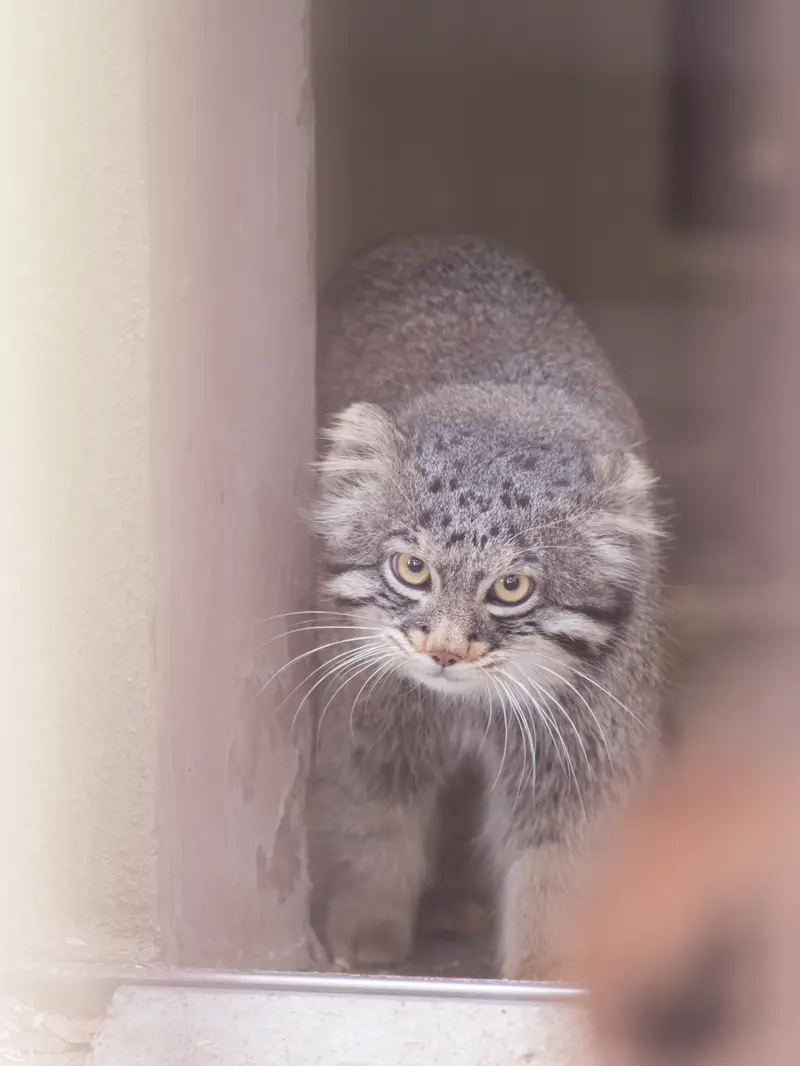 A photograph of Figa in Nogeyama Zoo