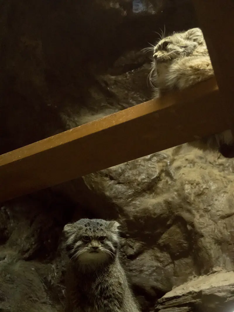 A photograph of Primula and Klyon in Ueno Zoological Gardens