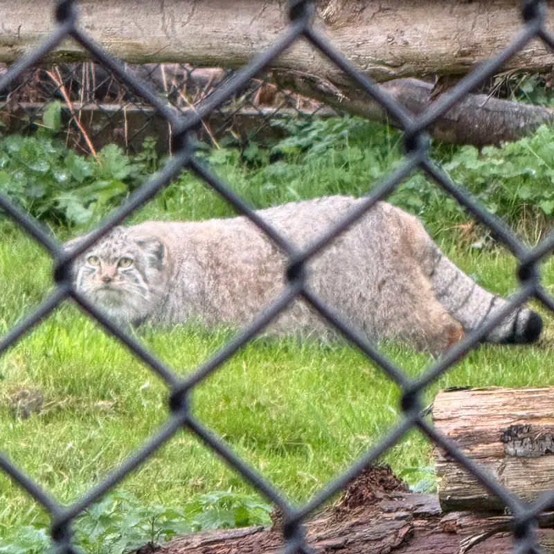 A photograph of Kharaa in Port Lympne Wild Animal Park