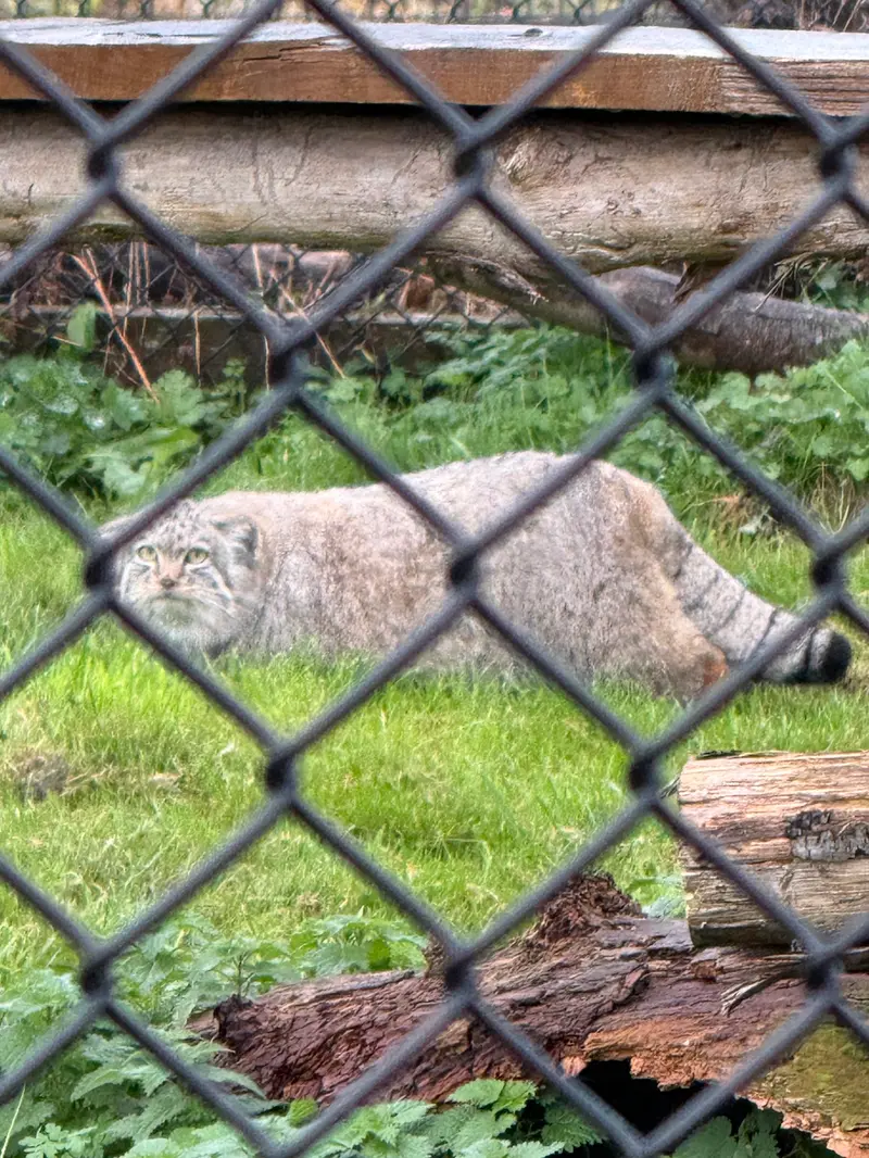 A photograph of Kharaa in Port Lympne Wild Animal Park