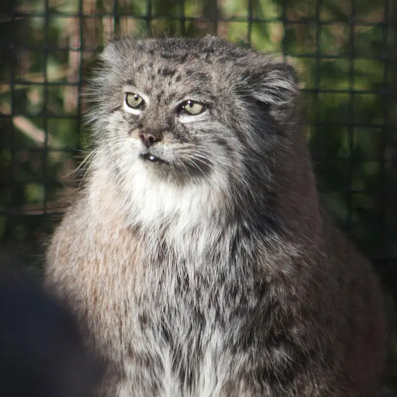 A photograph of Dude in Lee Richardson Zoo