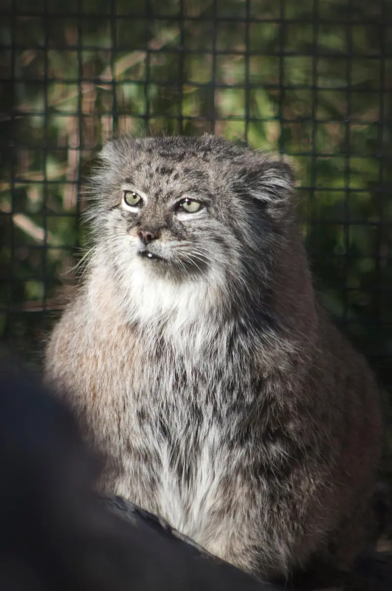 A photograph of Dude in Lee Richardson Zoo