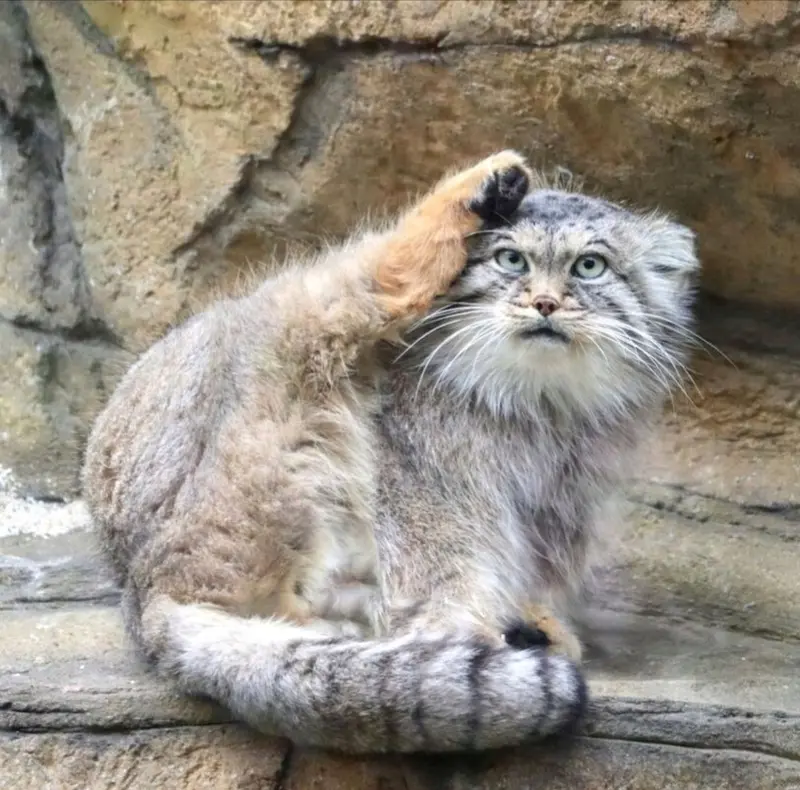 A photograph of a Pallas's cat