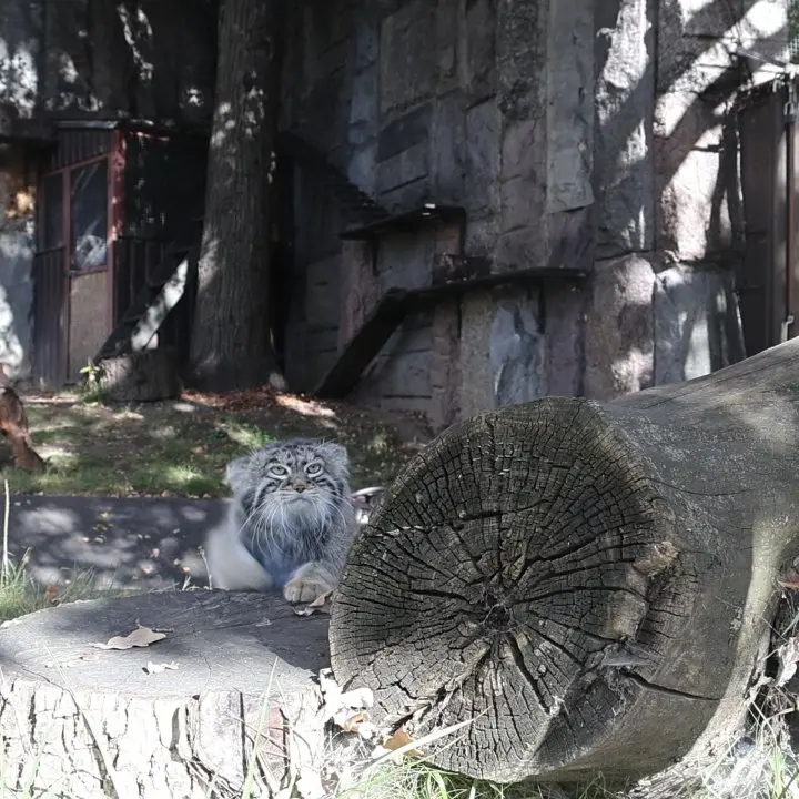 A photograph of Timofey in Moscow zoo