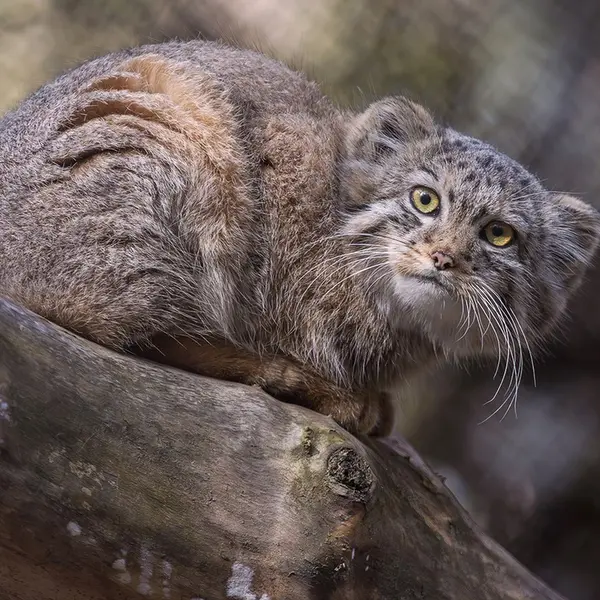A photograph of Daughter of Lolo 2024 Ⅶ in Novosibirsk Zoo