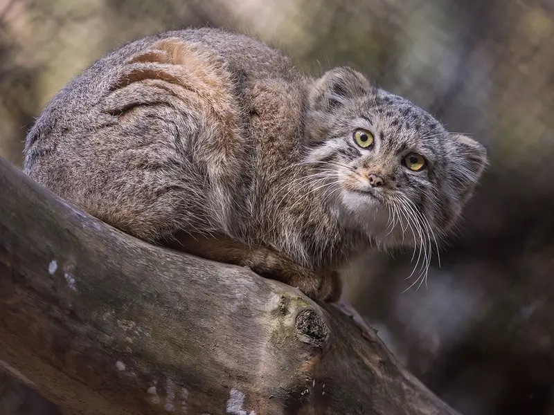 A photograph of Daughter of Lolo 2024 Ⅶ in Novosibirsk Zoo