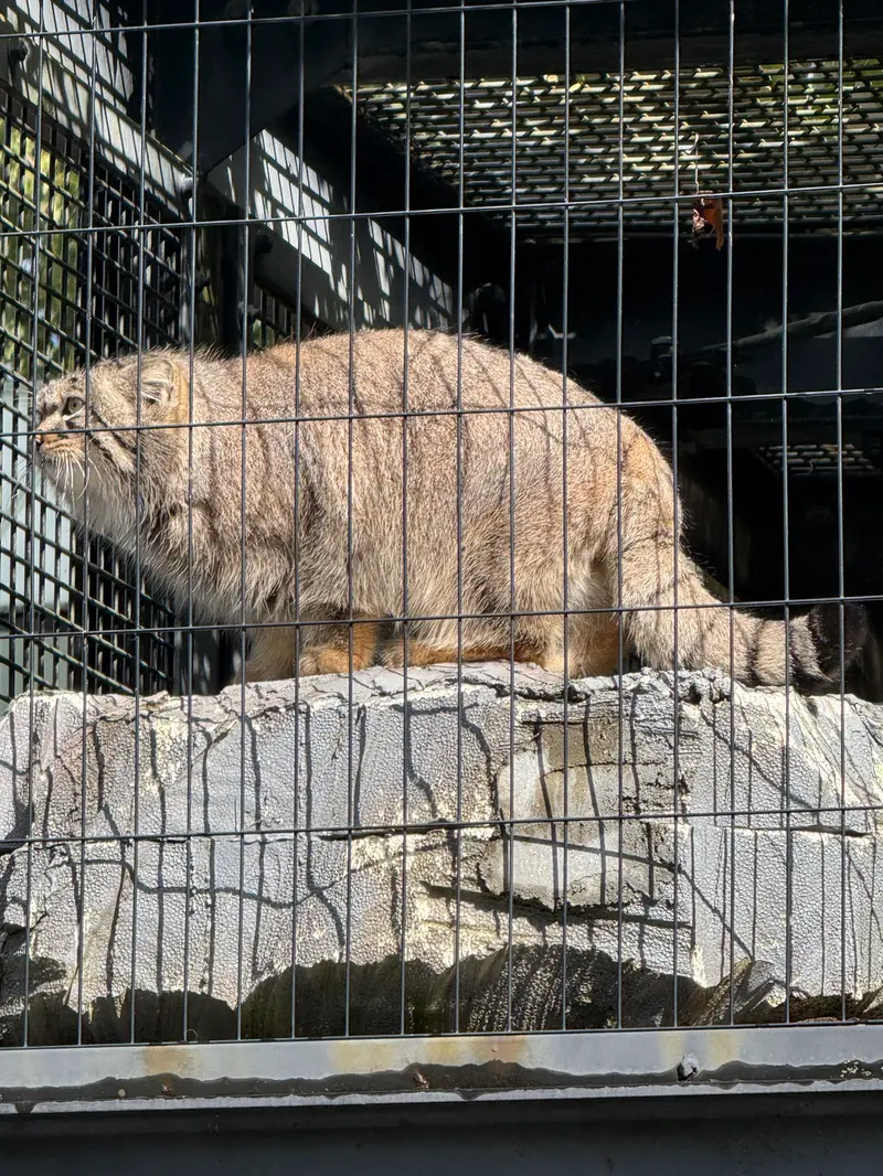 A photograph of Hide in Asahiyama Zoo
