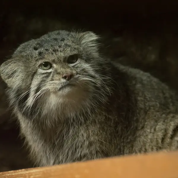 A photograph of Klyon in Ueno Zoological Gardens