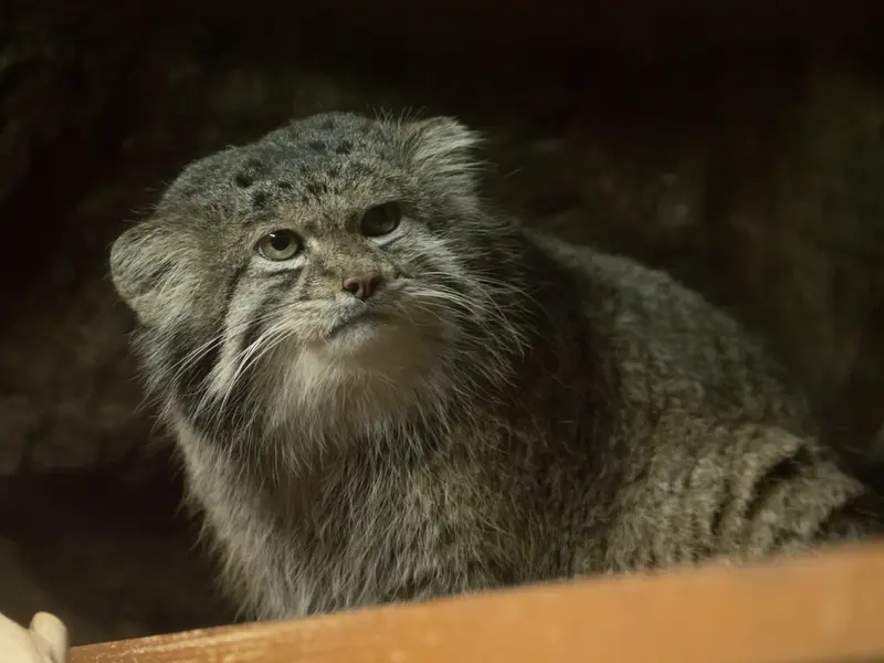 A photograph of Klyon in Ueno Zoological Gardens