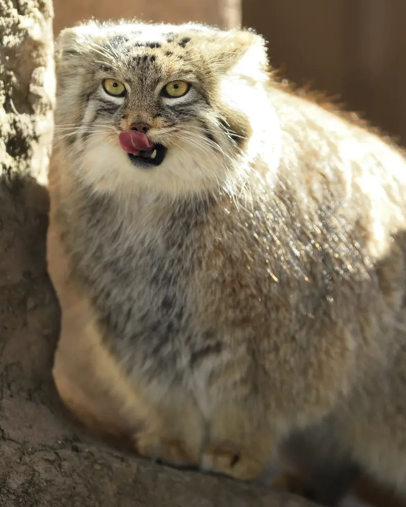 A photograph of Oliva in Saitama Children's Zoo