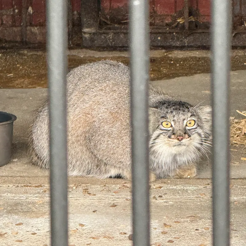 A photograph of Mei in Gokatsuraike Animal Park
