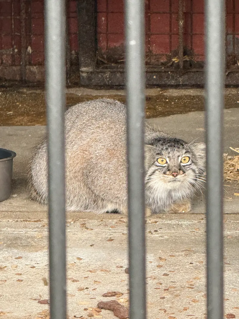 A photograph of Mei in Gokatsuraike Animal Park