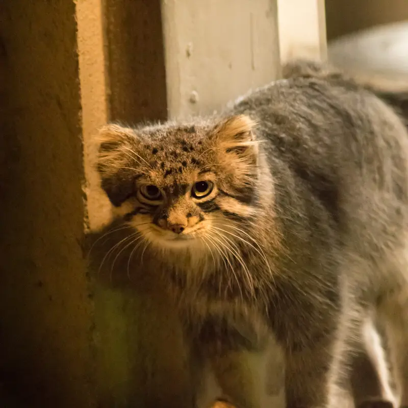 A photograph of Figa in Nogeyama Zoo