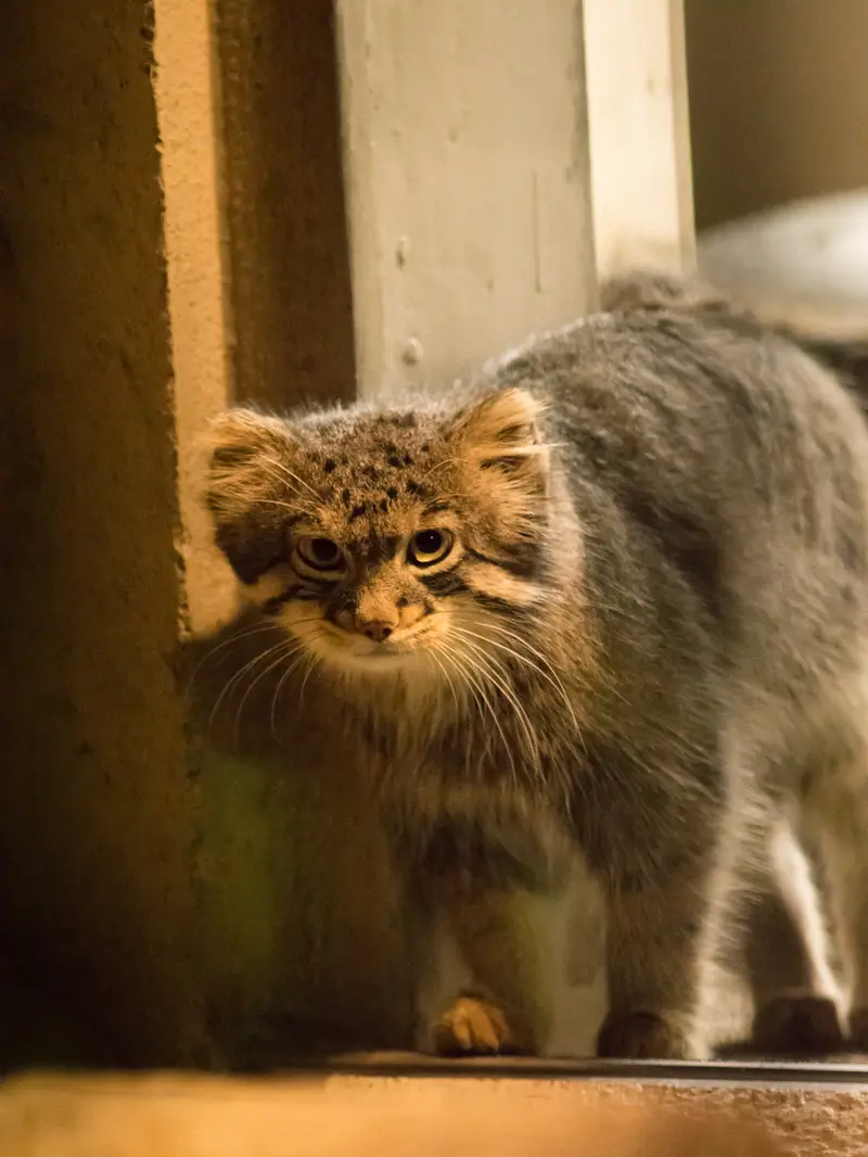 A photograph of Figa in Nogeyama Zoo