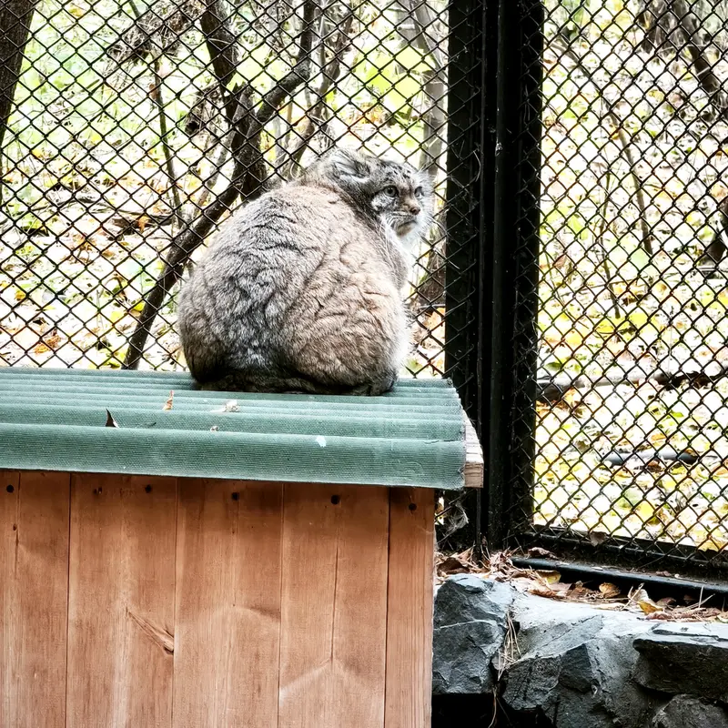 A photograph of Lastochka in Novosibirsk Zoo