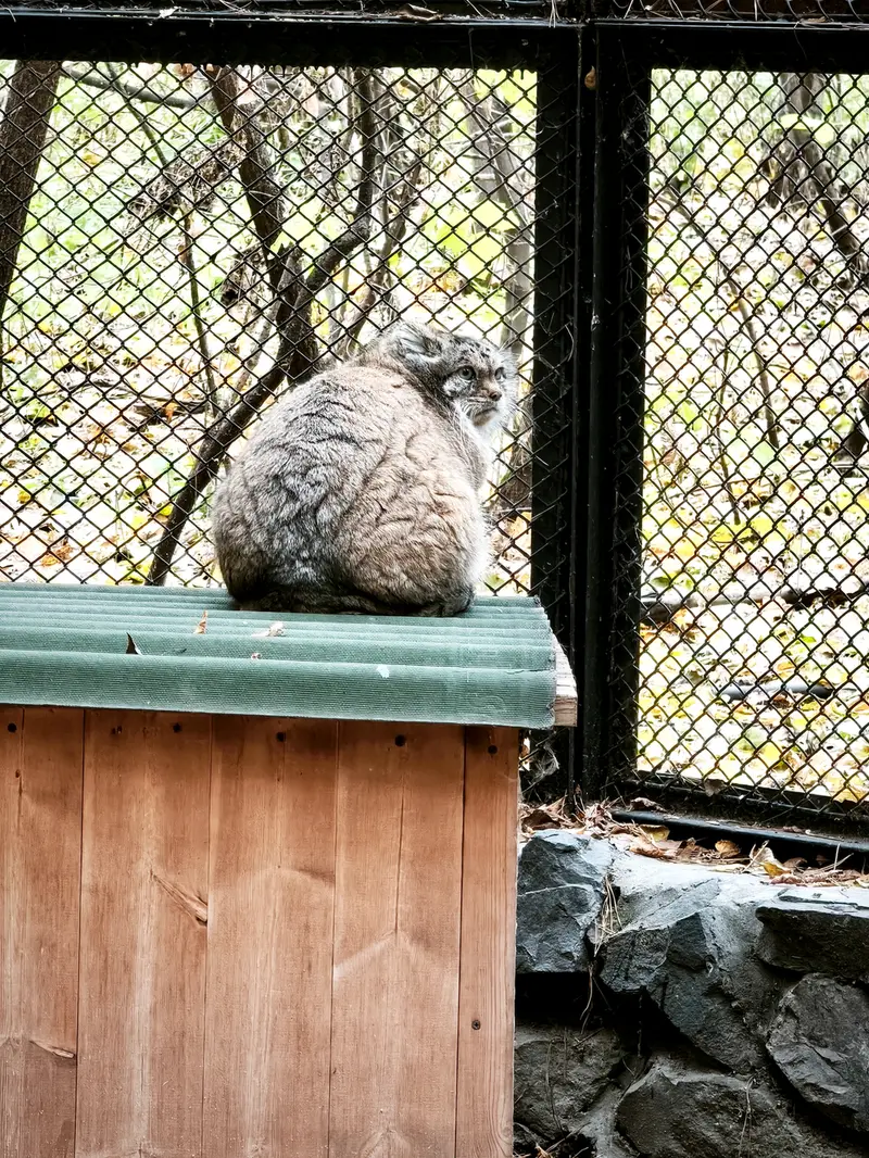 A photograph of Lastochka in Novosibirsk Zoo