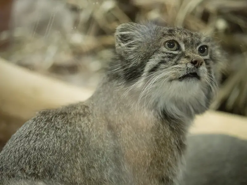 A photograph of Klyon in Ueno Zoological Gardens