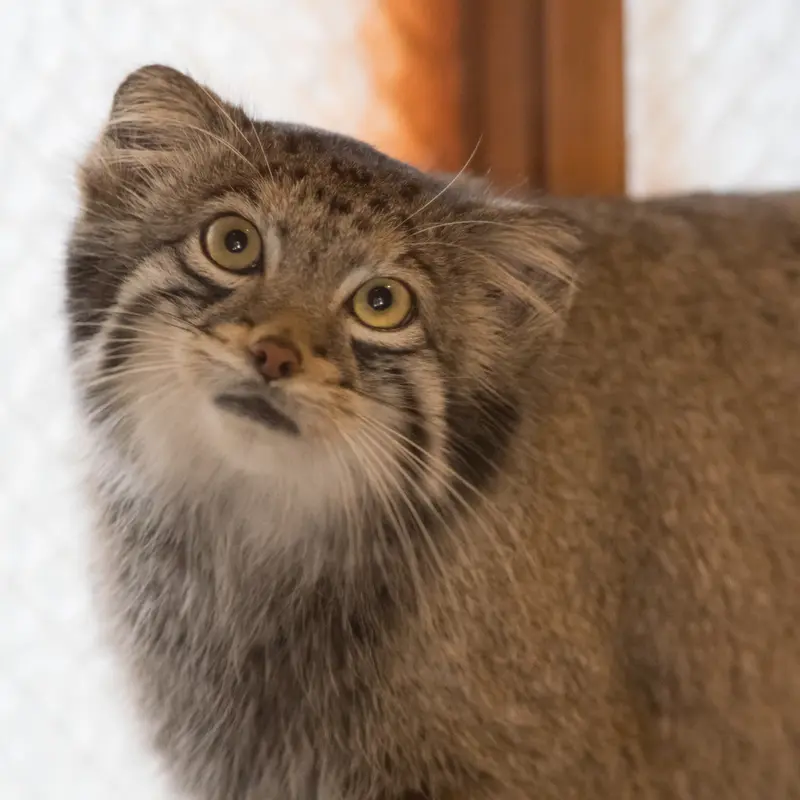 A photograph of Oto in Saitama Children's Zoo