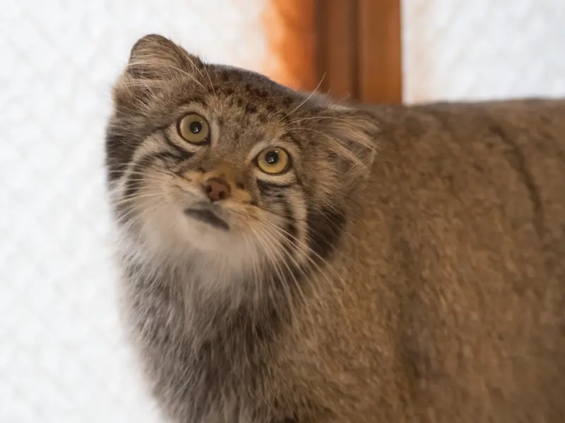 A photograph of Oto in Saitama Children's Zoo