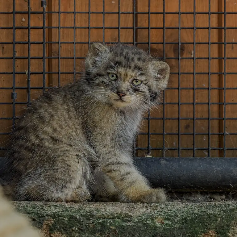 A photograph of a Pallas's cat in Brno Zoo
