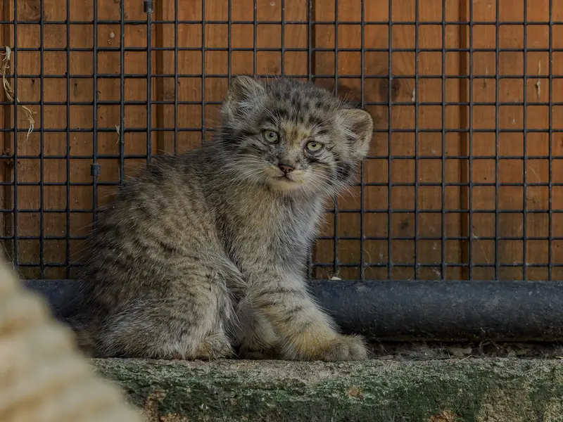 A photograph of a Pallas's cat in Brno Zoo