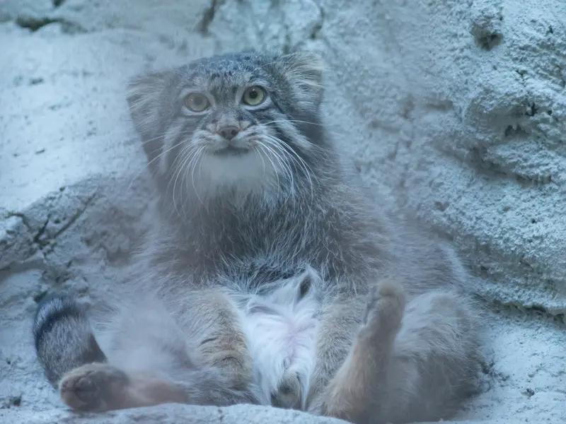 A photograph of Figa in Nogeyama Zoo