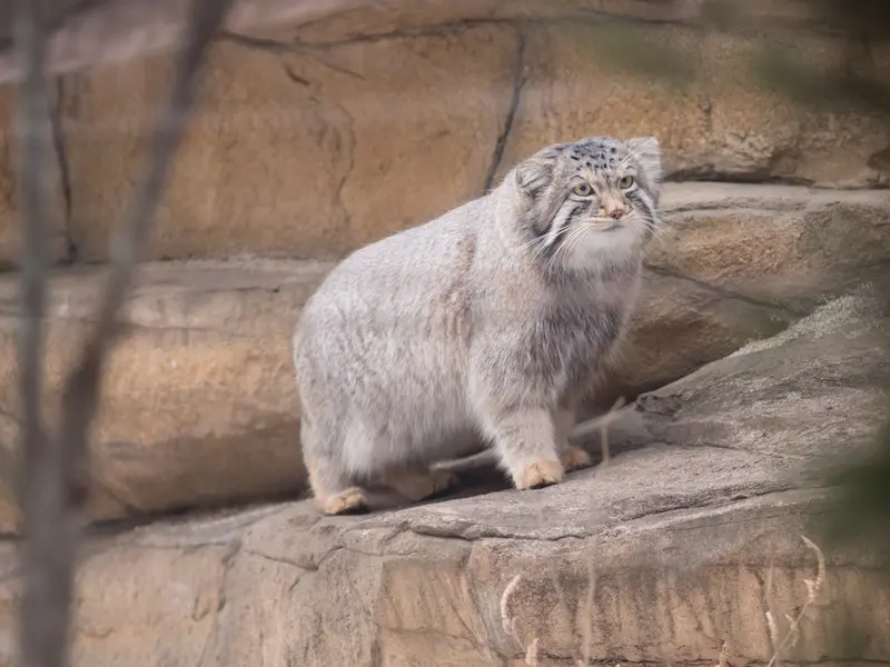 A photograph of Nagomu in Nasu Animal Kingdom