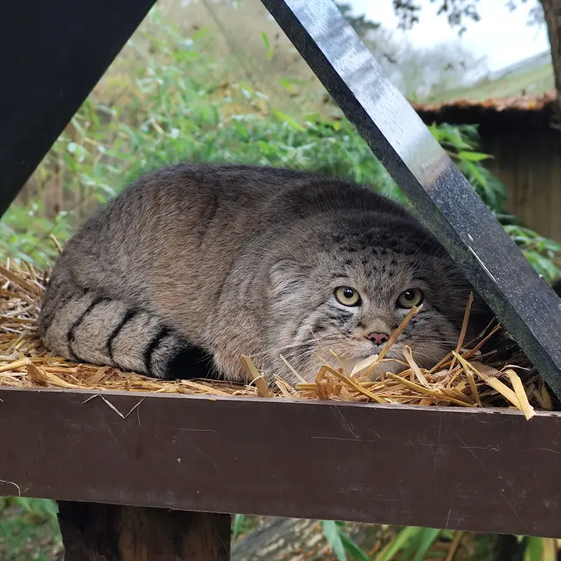A photograph of Altai in Tregomeur Zoo