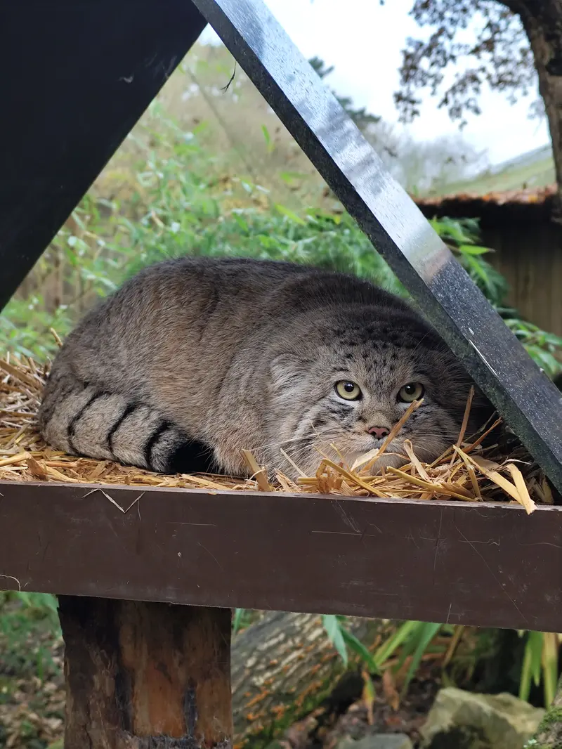 A photograph of Altai in Tregomeur Zoo
