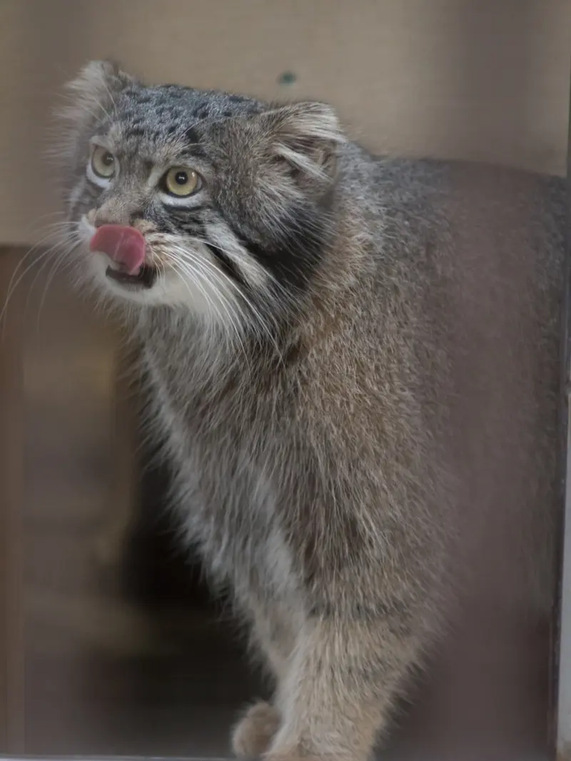 A photograph of Figa in Nogeyama Zoo