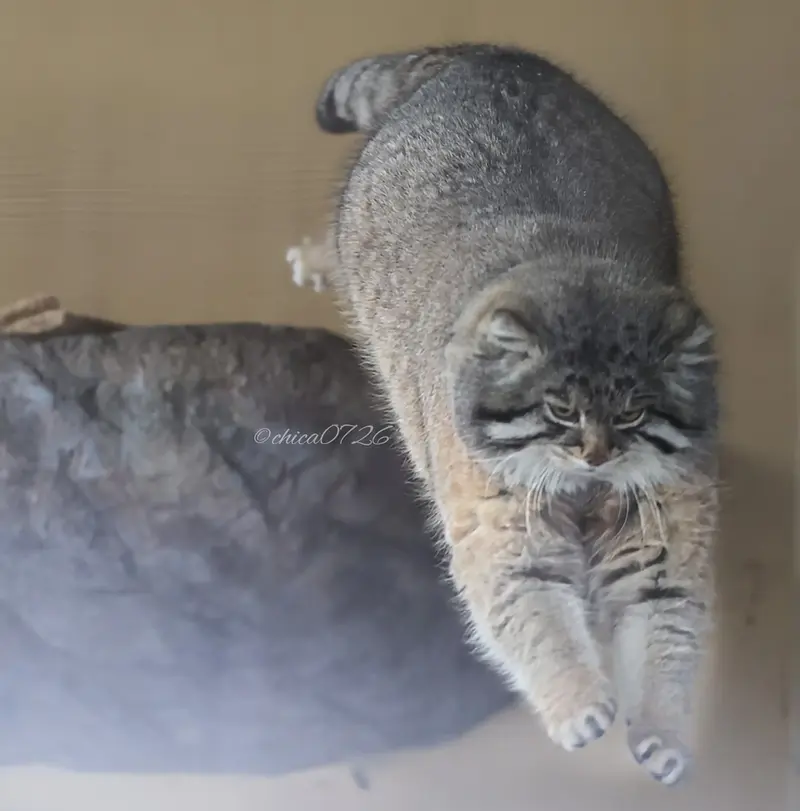 A photograph of a Pallas's cat