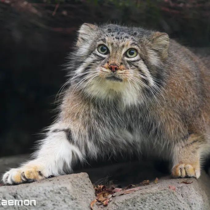 A photograph of Az in Kobe Animal Kingdom