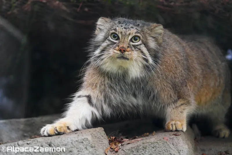 A photograph of Az in Kobe Animal Kingdom