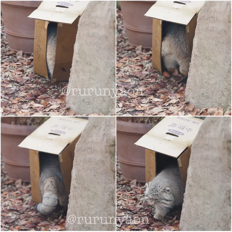 A photograph of Oliva in Saitama Children's Zoo
