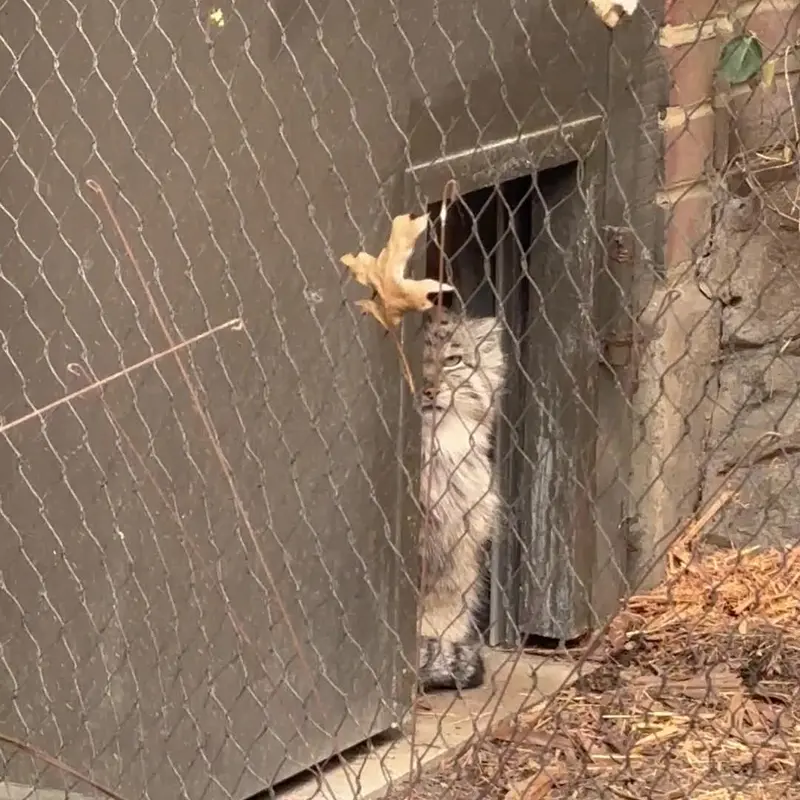 A photograph of a Pallas's cat in Prospect Park Zoo