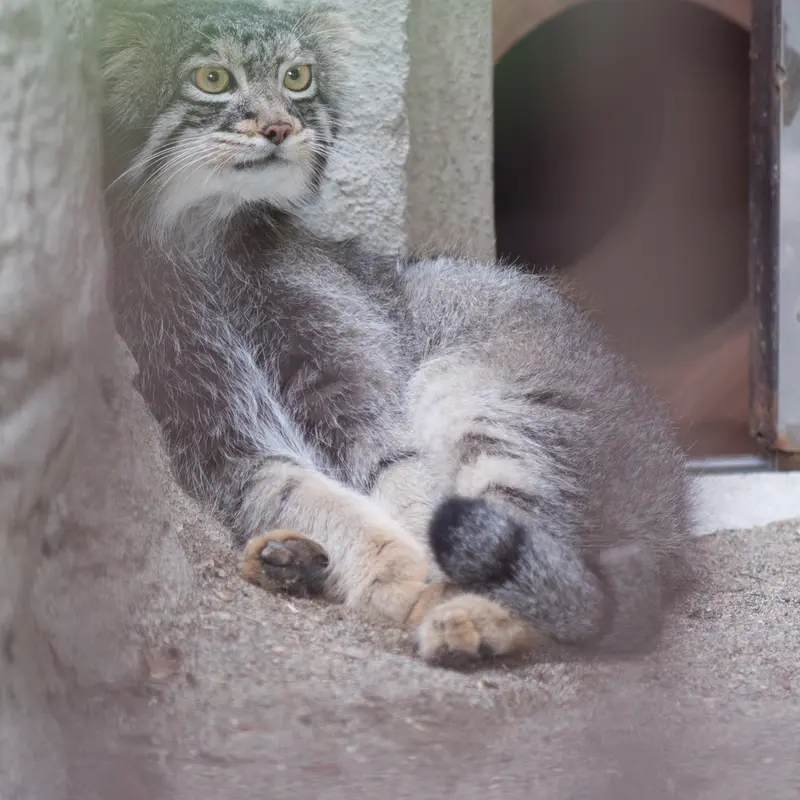 A photograph of Figa in Nogeyama Zoo