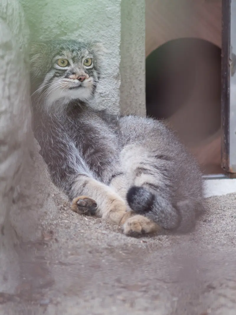 A photograph of Figa in Nogeyama Zoo