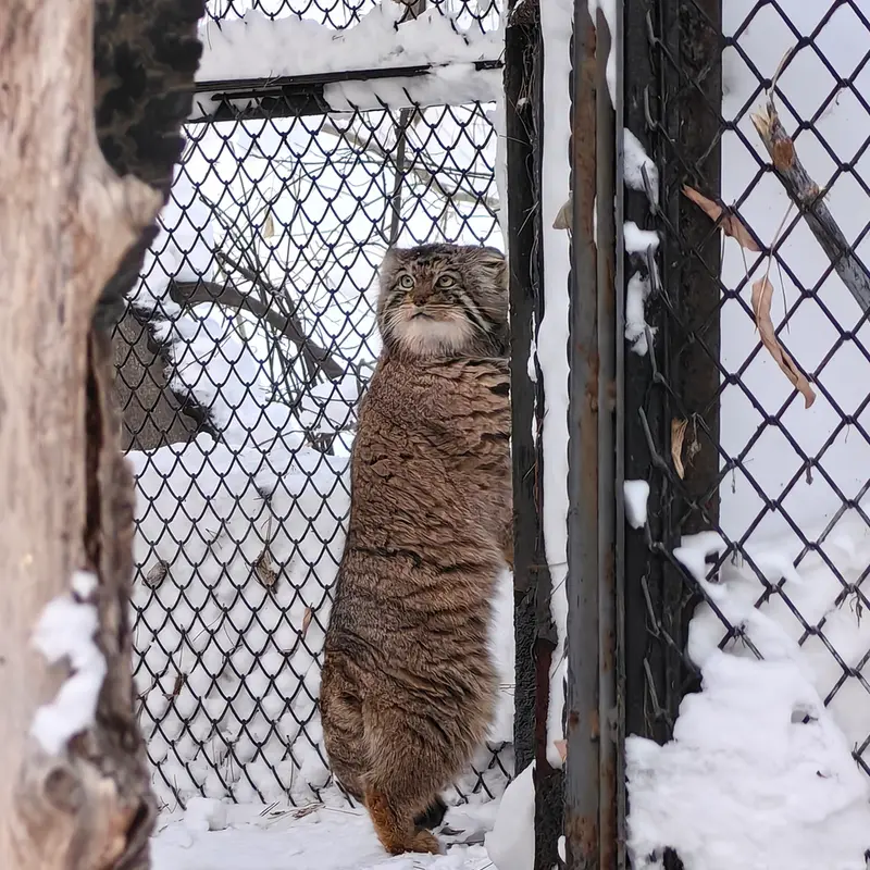 A photograph of Achi in Novosibirsk Zoo